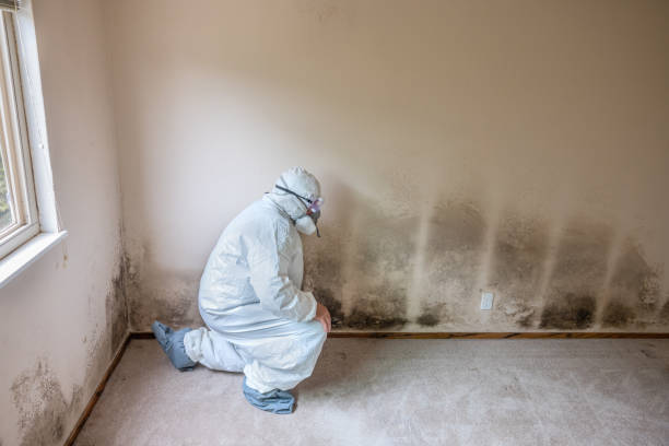 Best Mold Removal for HVAC Installations  in Cameron, WI